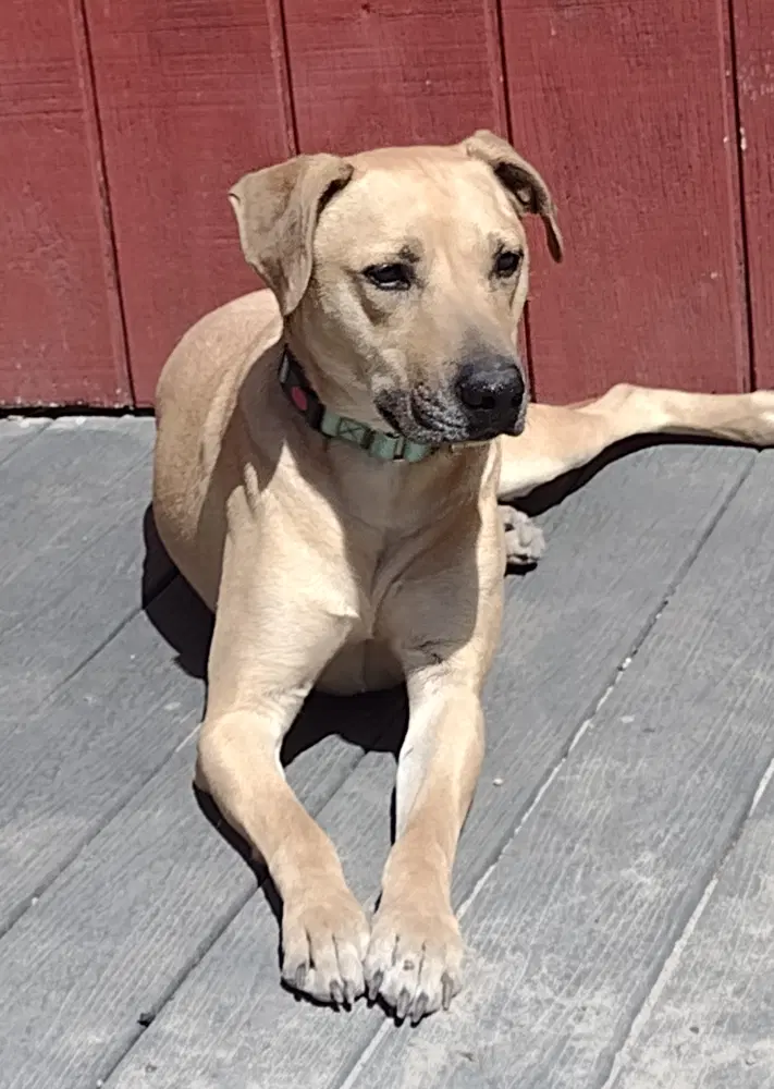 Rufus image 2