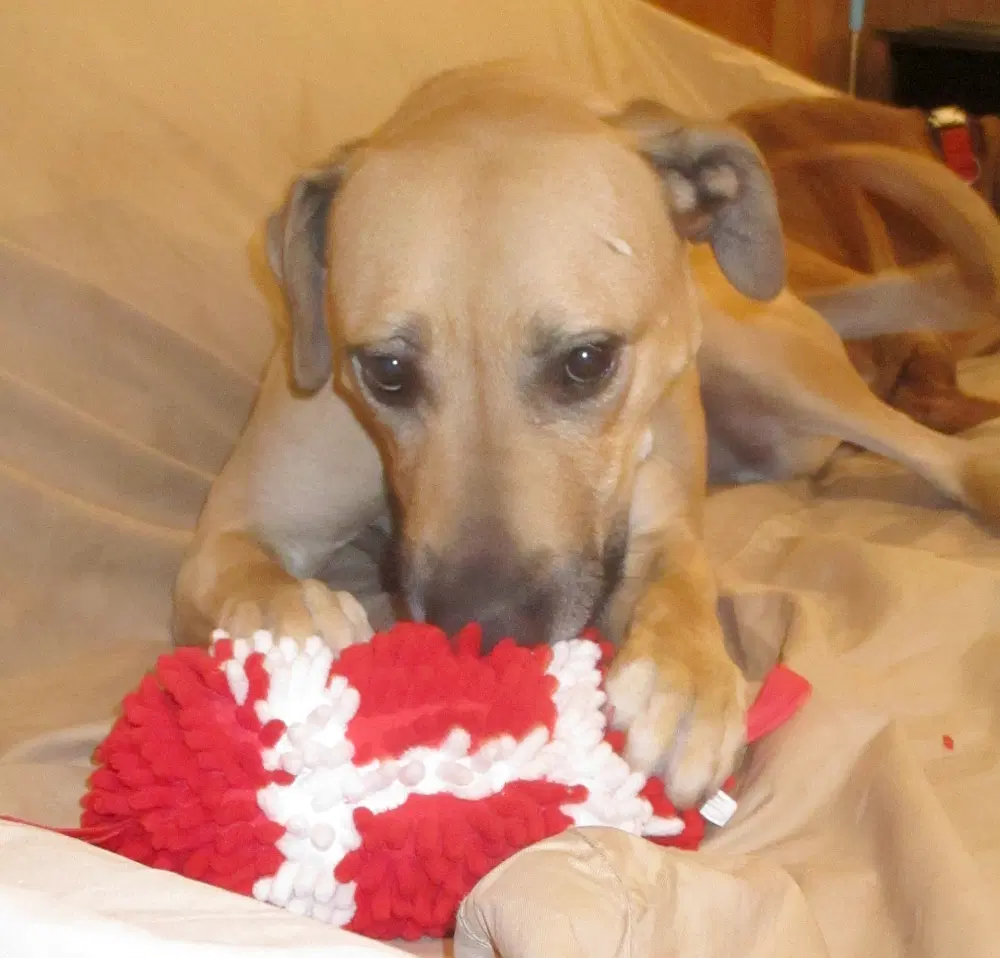 Rufus image 4