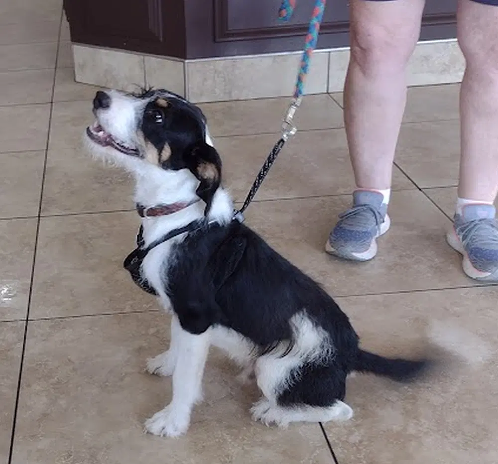 Trix - Wirehaired Fox Terrier