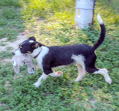 Photo 2 of Trix