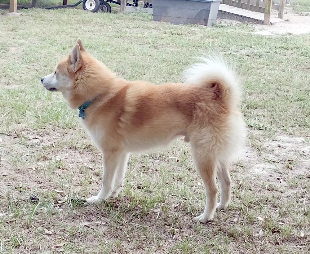 Yoshi image 2