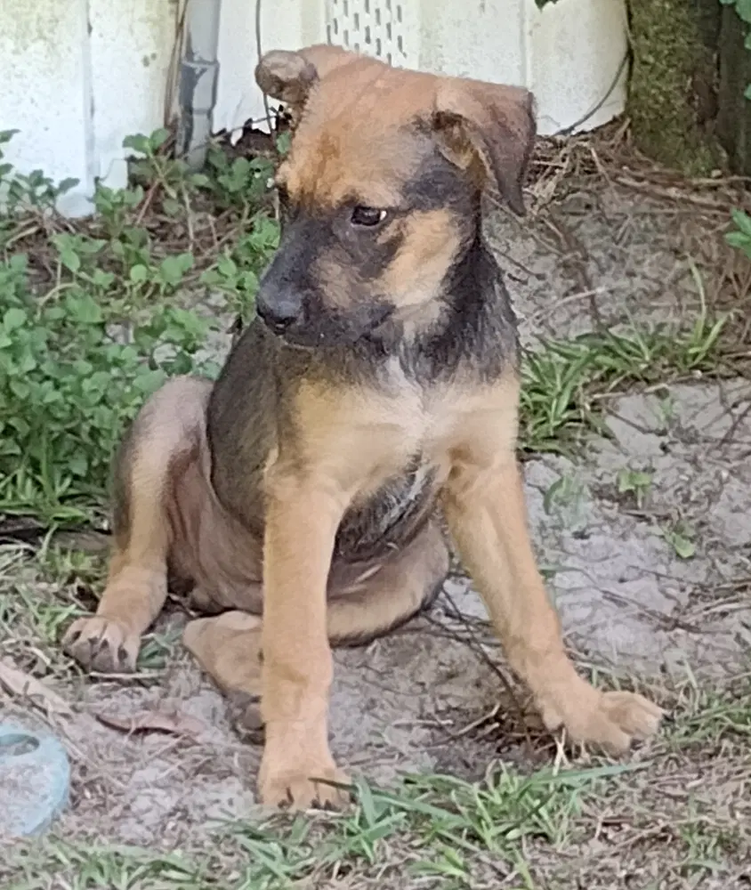 Roo image 3