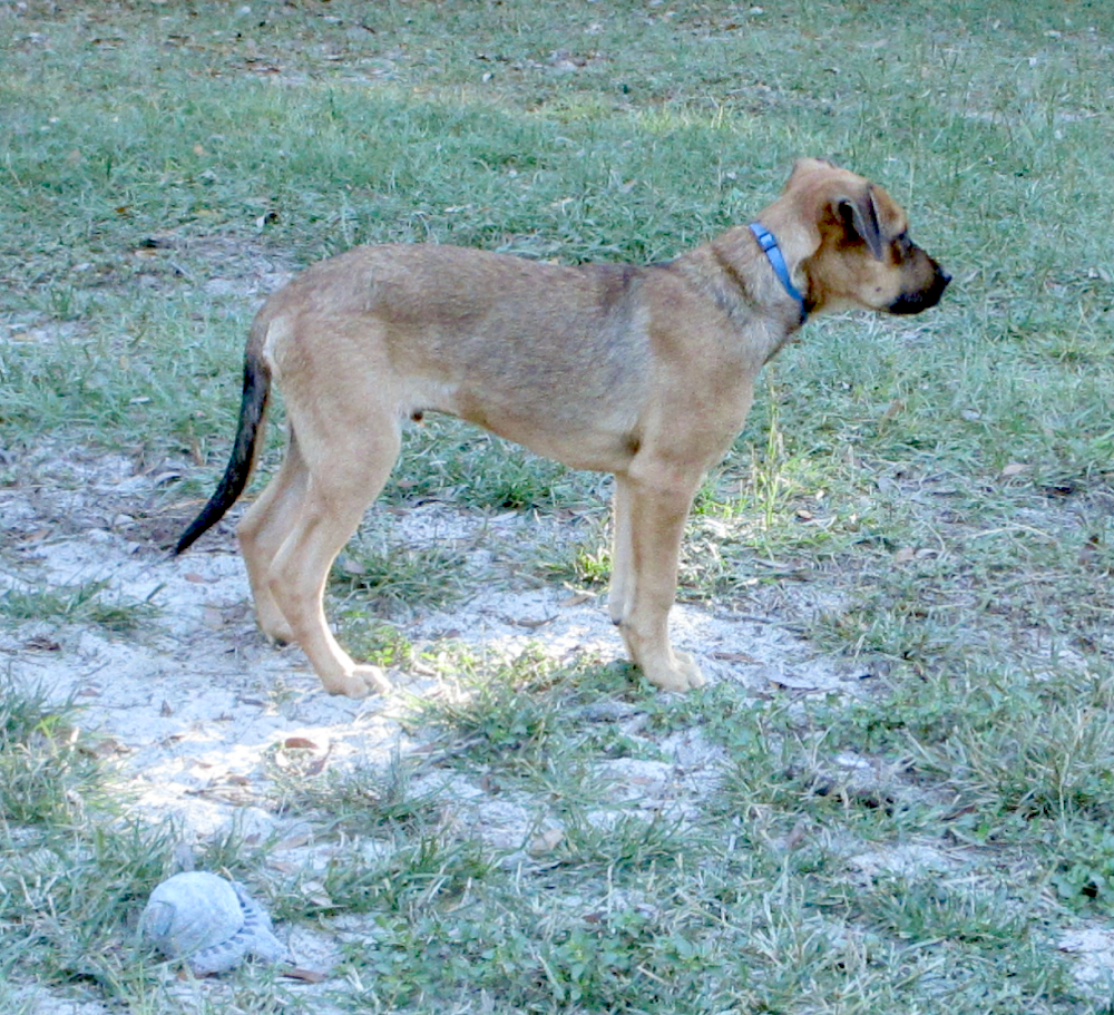 Roo, photo 3