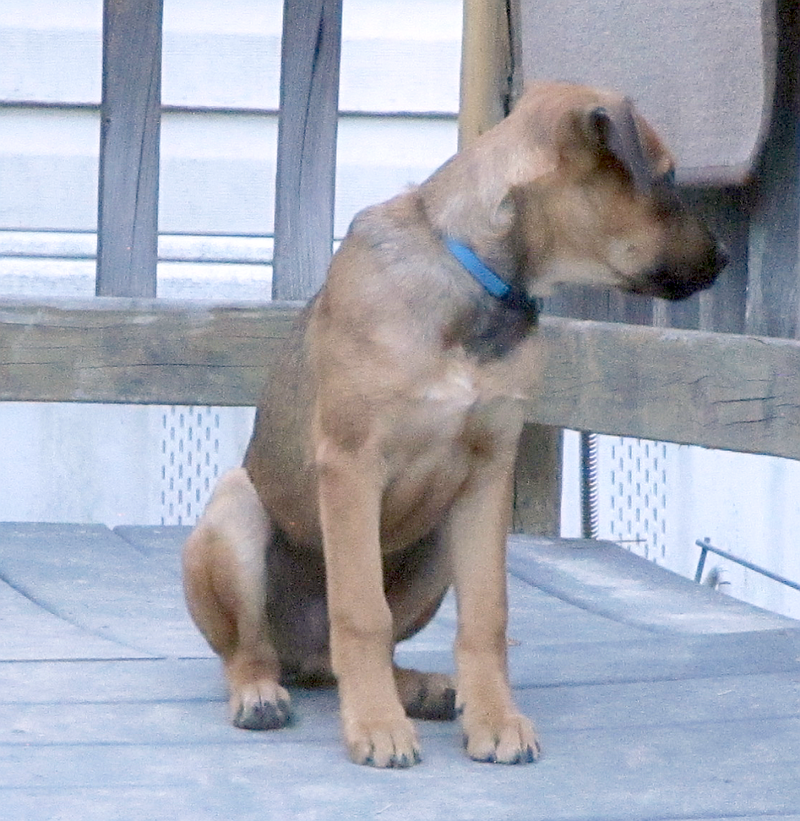 Roo, an adoptable German Shepherd Dog / Mixed (short coat)
