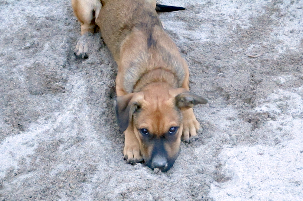 Roo, photo 2