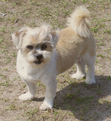Cujo