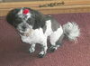 Snooky