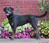 adoptable Dog in , TN named SYBIL