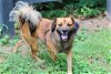 adoptable Dog in , TN named SONNY BOY