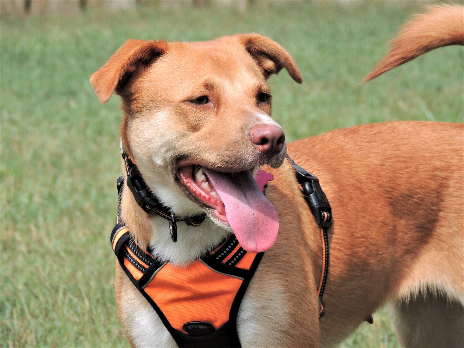 adoptable Dog in Franklin, TN named BRISTOL