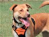 adoptable Dog in franklin, TN named BRISTOL