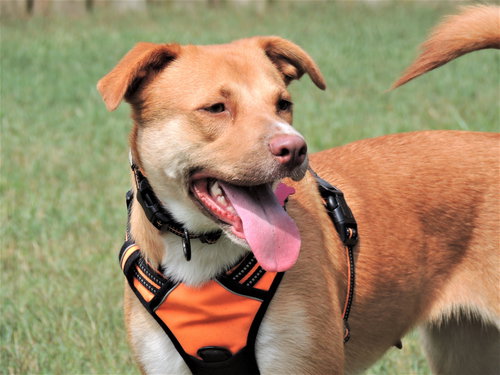 BRISTOL - Yellow Labrador Retriever available for adoption
