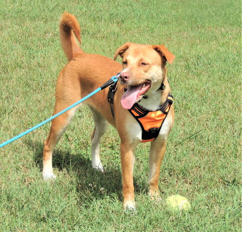 BRISTOL - Yellow Labrador Retriever available for adoption