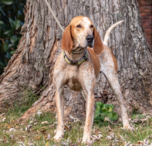 BUDS, an adoptable English Coonhound in Franklin, TN