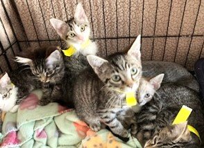adoptable Cat in Franklin, TN named ABANDONED KITTENS-FOSTERS NEEDED URGENTLY!