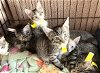 adoptable Cat in franklin, TN named ABANDONED KITTENS-FOSTERS NEEDED URGENTLY!