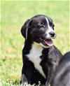 adoptable Dog in franklin, TN named PUPPIES NEED YOU!!