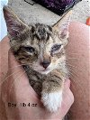 adoptable Cat in franklin, IN named FOSTERS NEEDED FOR KITTENS!
