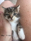 FOSTERS NEEDED FOR KITTENS! - Photo 2