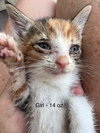 FOSTERS NEEDED FOR KITTENS! - Photo 3