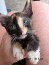 FOSTERS NEEDED FOR KITTENS! - Photo 4