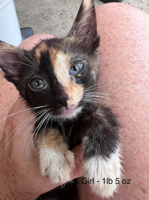 Photo 4 of FOSTERS NEEDED FOR KITTENS!