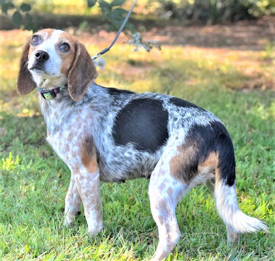 Dog for Adoption - NANA, a Beagle in Nashville, TN | Alpha Paw