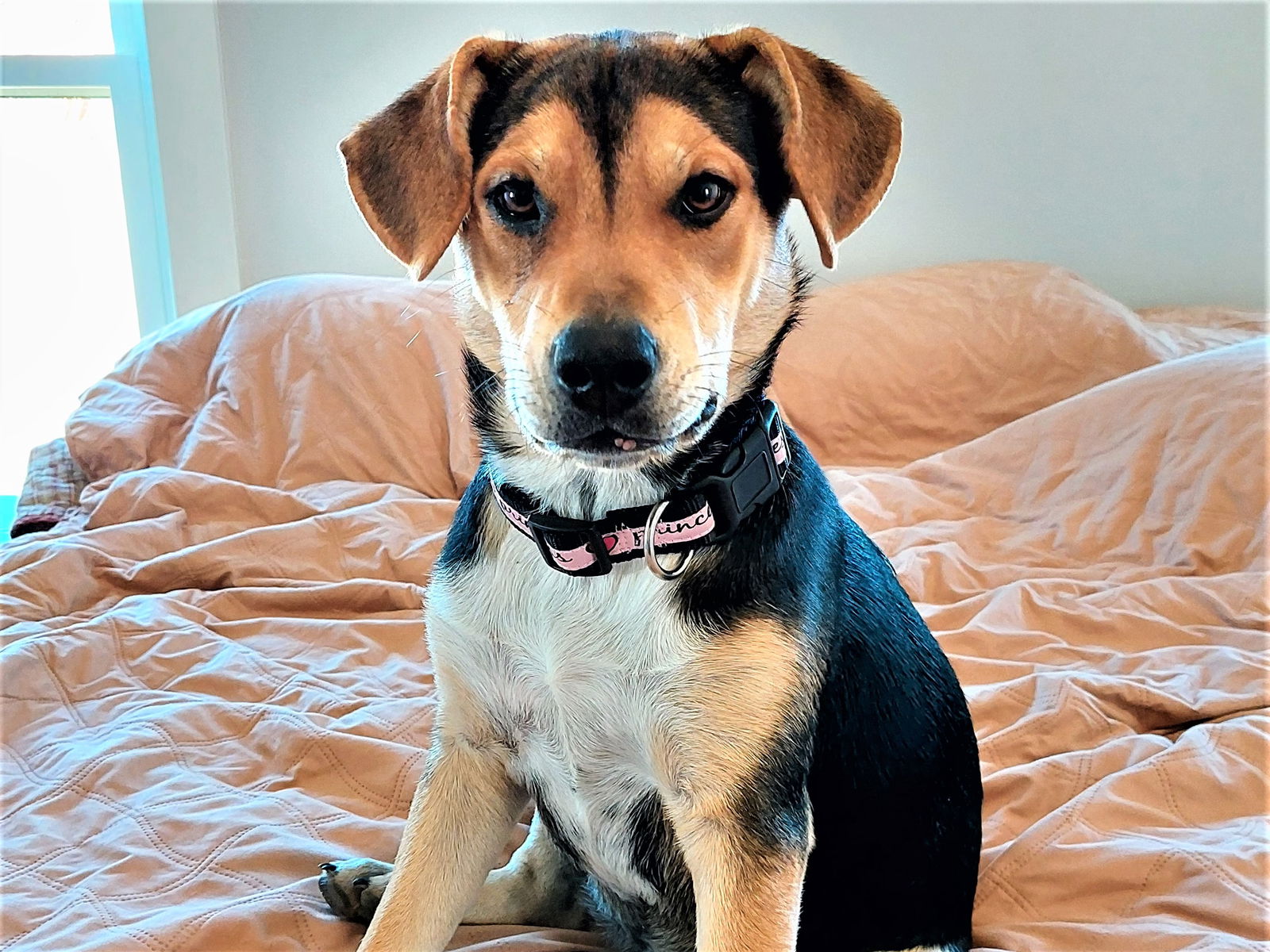 Dog For Adoption PUPPY TREASURE A Hound In Shelbyville TN Alpha Paw