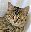 adoptable Cat in franklin, TN named PENELOPE CRUZ