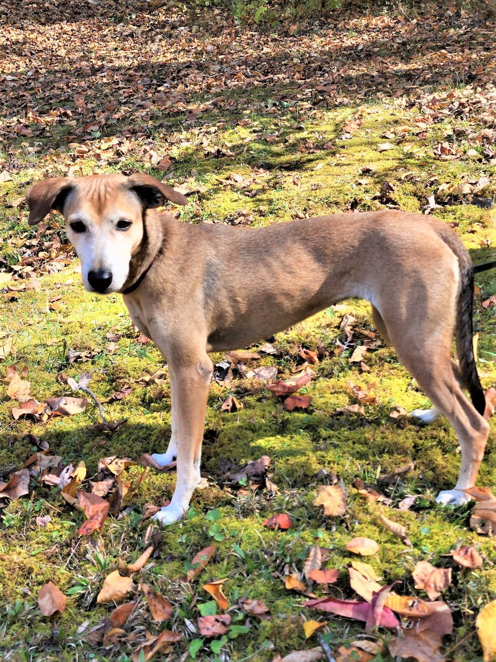 Dog for Adoption TRUFFLES, a Italian Greyhound in Nashville, TN Alpha Paw