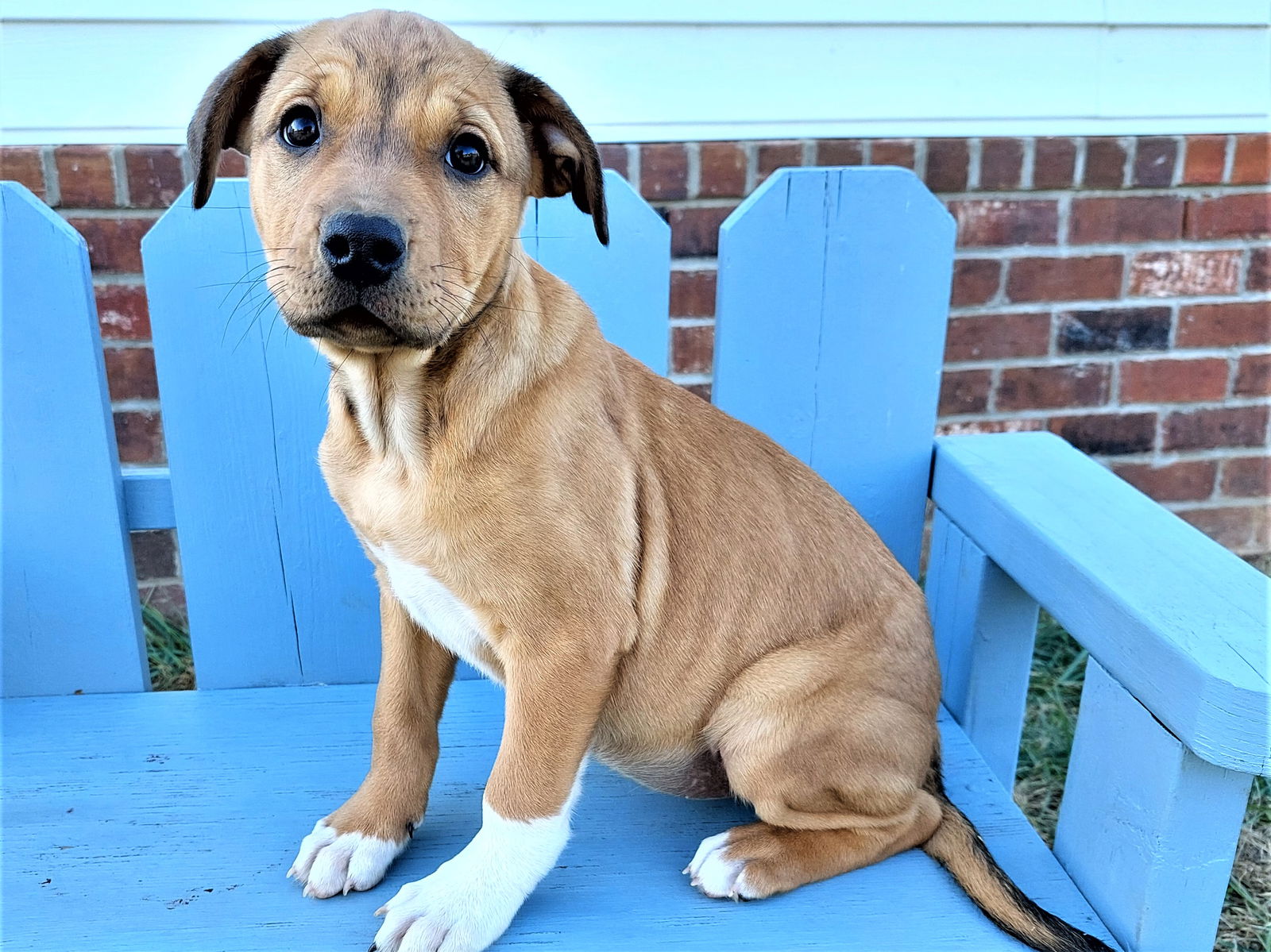 Dog for Adoption - PUPPY BISCUIT, a Rottweiler in Maury County, TN 