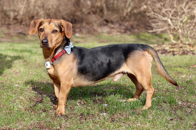 adoptable Dog in Franklin, TN named LOWIE JOEY