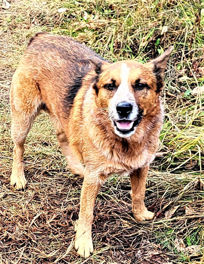 Dog for Adoption ALEX, a Red Heeler in Franklin, TN Alpha Paw