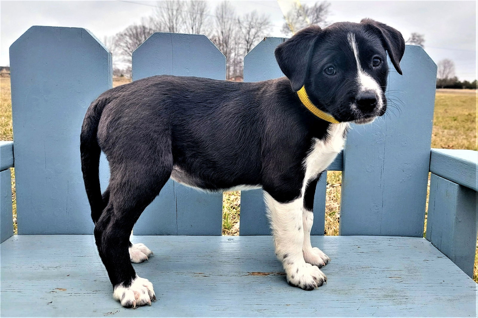 Dog for Adoption - PUPPY BEATRICE, a Labrador Retriever in Mount ...