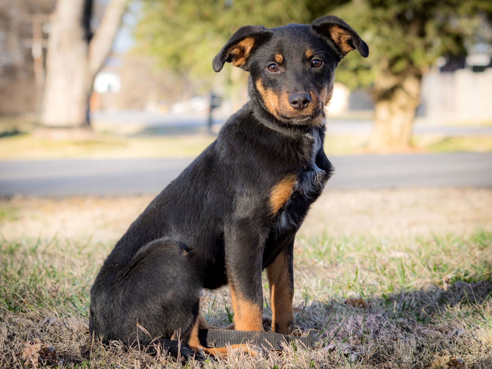 adoptable Dog in Franklin, TN named PUPPY FAITH   26 lbs.