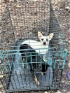 adoptable Dog in franklin, TN named ABANDONED CHIHUAHUAS-FOSTER NEEDED