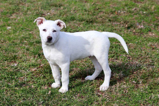 Dog for Adoption - PUPPY BEAU, a Labrador Retriever in Goodlettsville ...