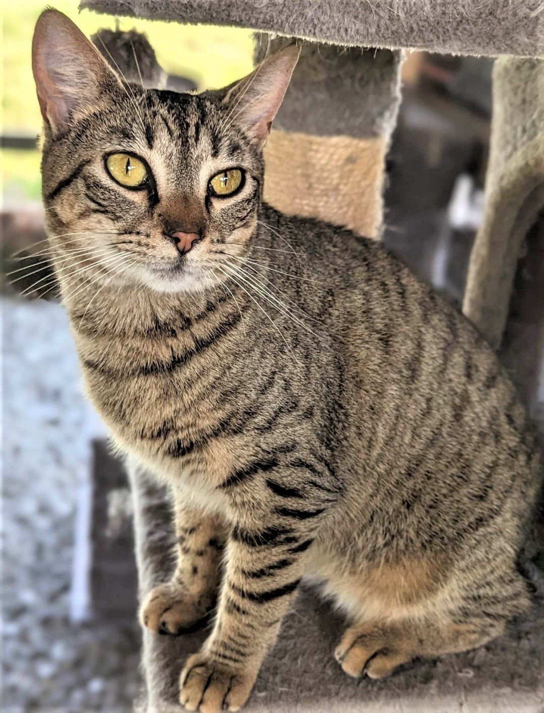 adoptable Cat in Franklin, TN named PEPPA