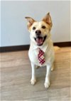 adoptable Dog in  named SAILOR