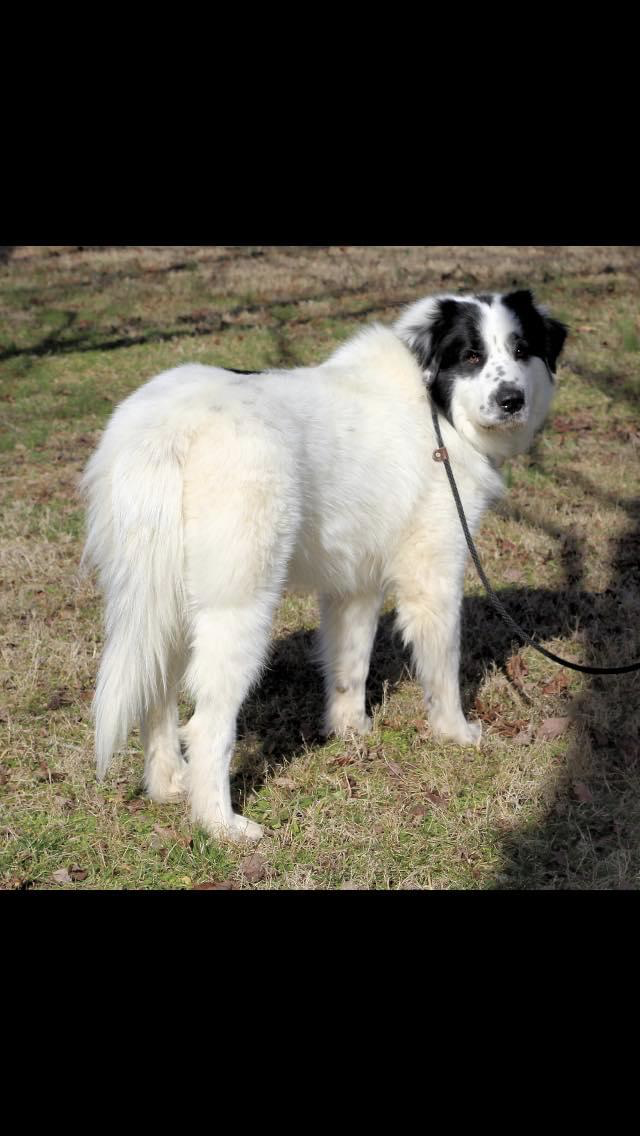 adoptable Dog in Franklin, TN named LULU