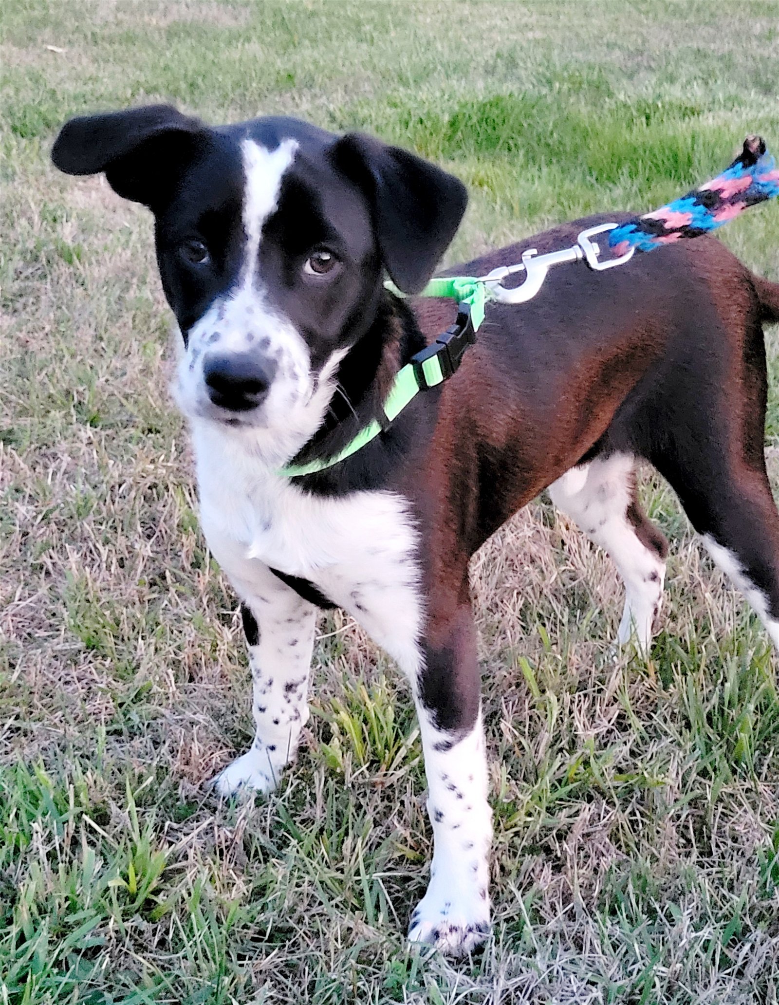 adoptable Dog in Franklin, TN named PUPPY MIGHTY MASON