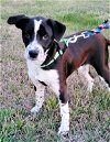 adoptable Dog in , TN named PUPPY MIGHTY MASON
