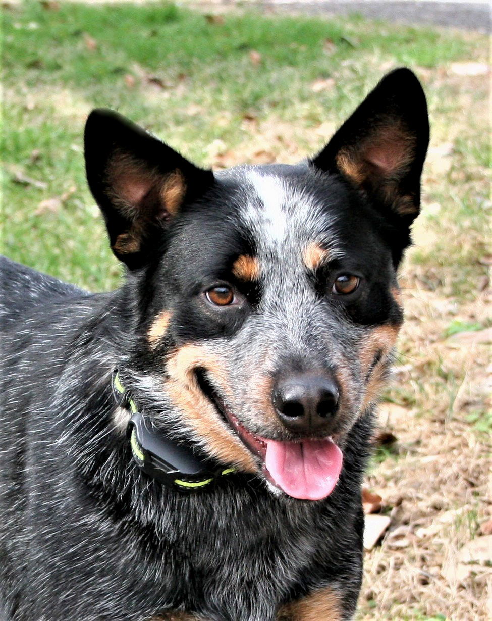 adoptable Dog in Franklin, TN named BLUE MERLIN