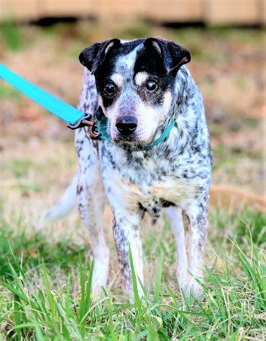 adoptable Dog in Franklin, TN named PRINCESS SPECIAL NEEDS