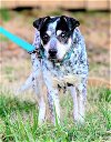 adoptable Dog in , TN named PRINCESS SPECIAL NEEDS