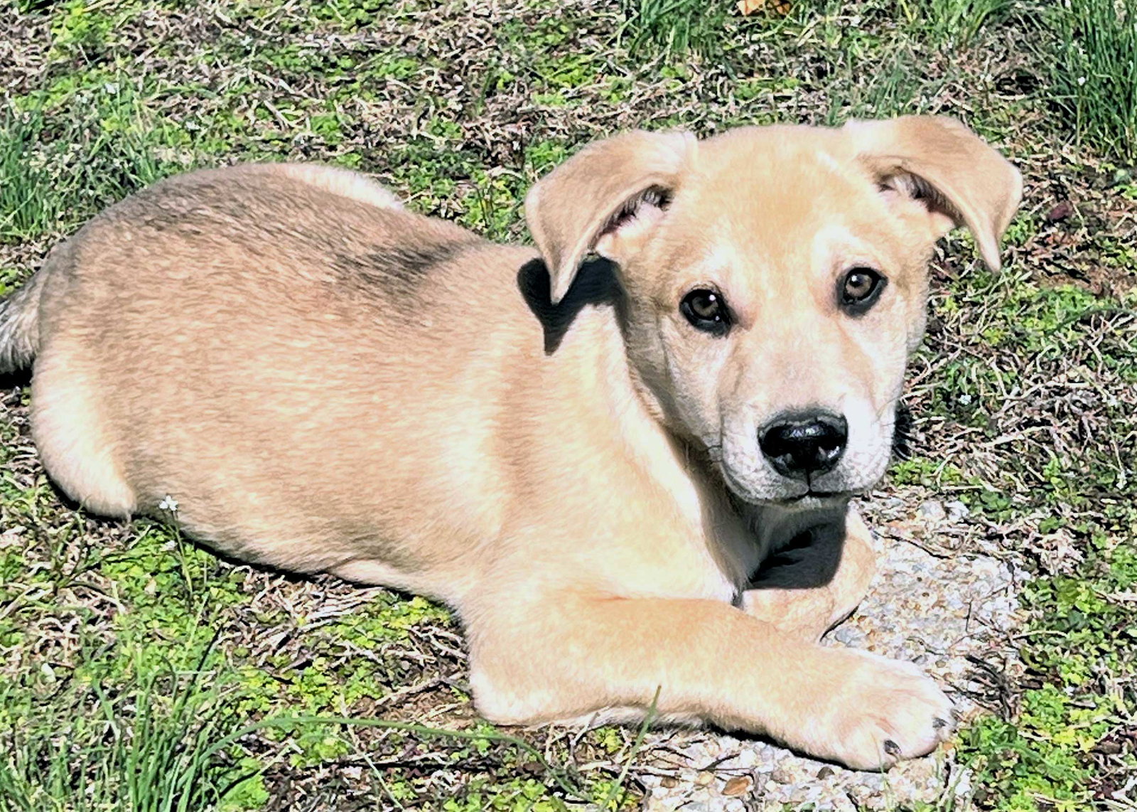 Dog for Adoption PUPPY MARLEY, a Labrador Retriever in Lebanon, TN