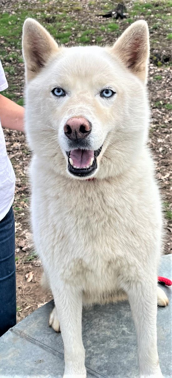 Dog adoption in Franklin, TN 37069 Husky Dog "SACKET"
