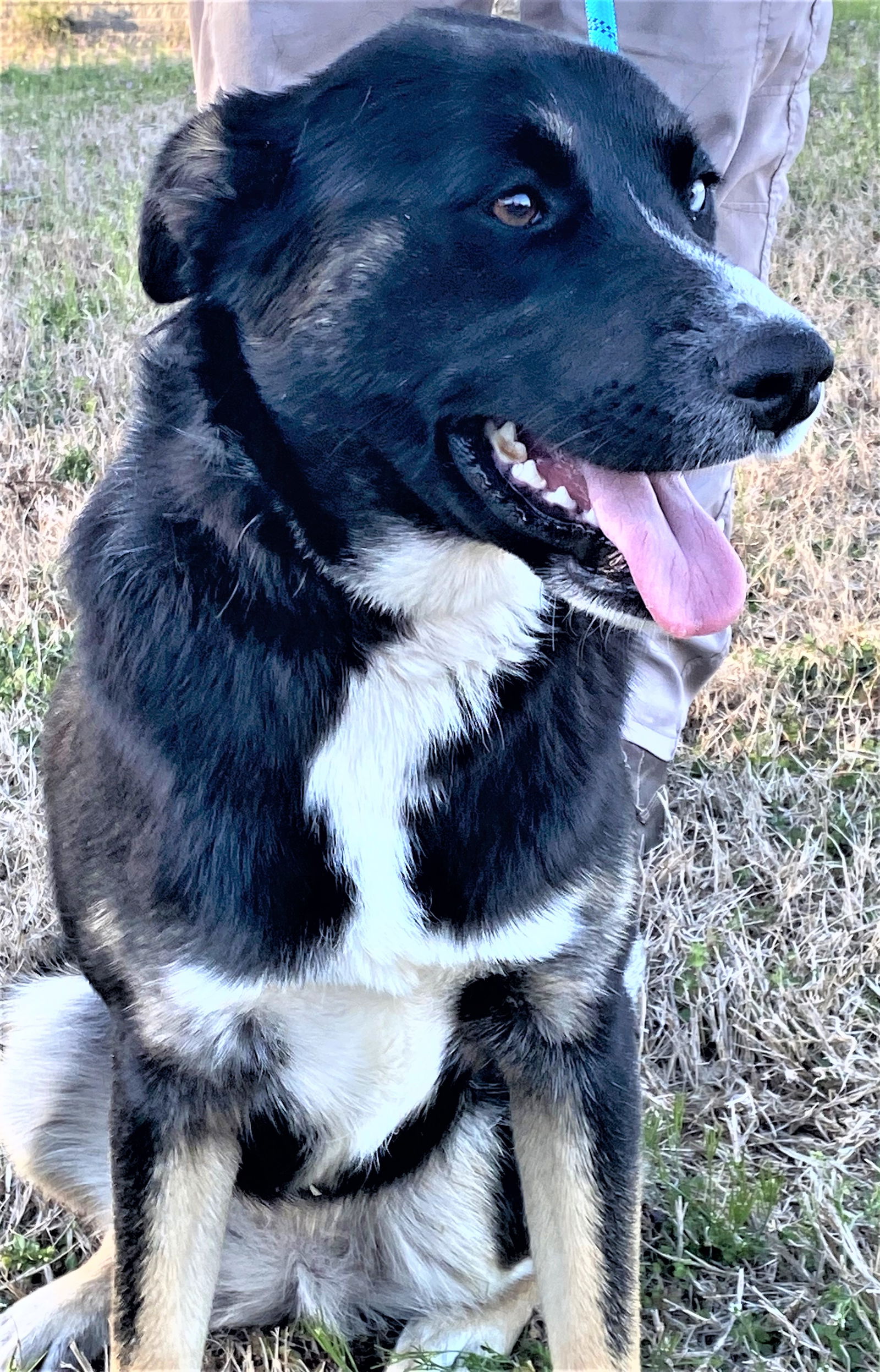 Dog For Adoption Gregarious Gypsy A Australian Shepherd In Columbia