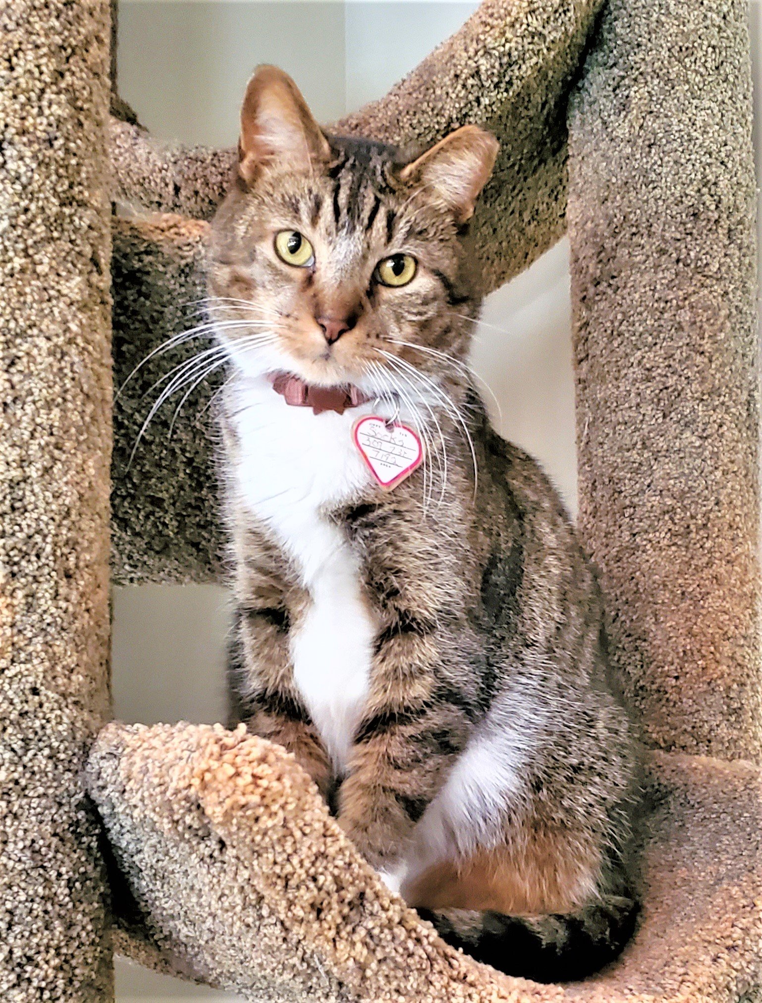 adoptable Cat in Franklin, TN named KITTY BOOTS
