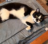 GENERAL MEOW - Photo 3